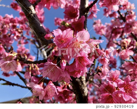 Symbol of Japan trees, known as Sakura, cherry trees and their flowers beautify parks in Brazil 92930419