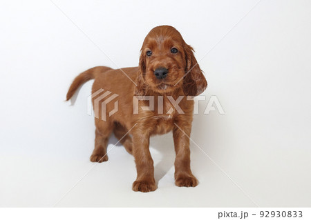 brown adorable Irish setter puppy. photo shoot in the studio on a white background 92930833