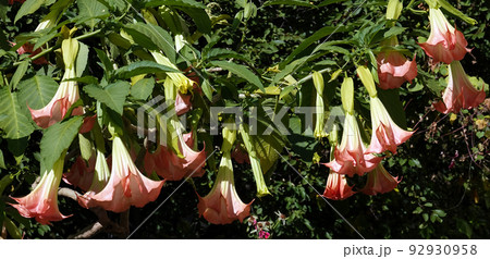 Flowers Brugmansia Fragrant - a tree and shrubs, Solanaceae genus, carriers of psychoactive substances Flowers Brugmansia Fragrant - a tree and shrubs, Solanaceae genus, carriers of psychoactive substances 92930958