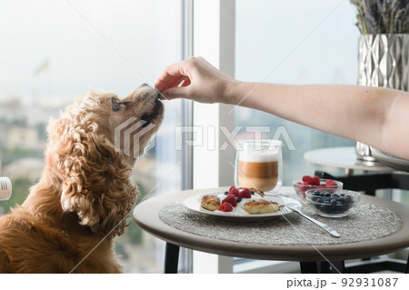 Female hand gives food to the dog. Female hand gives food to the dog. 92931087