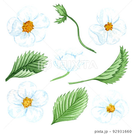 Watercolor strawberry flower and leaves isolated on white Watercolor strawberry flower and leaves isolated on white 92931660