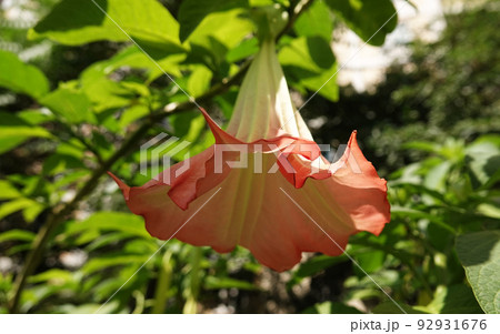 Flowers Brugmansia Fragrant - a tree and shrubs, Solanaceae genus, carriers of psychoactive substances 92931676