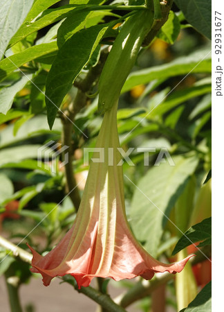 Flowers Brugmansia Fragrant - a tree and shrubs, Solanaceae genus, carriers of psychoactive substances 92931677