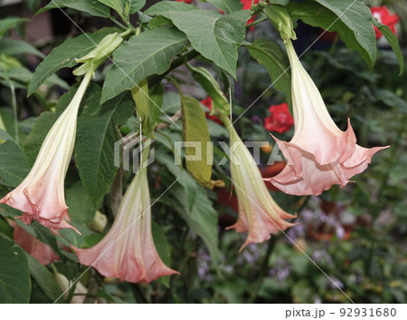 Flowers Brugmansia Fragrant - a tree and shrubs, Solanaceae genus, carriers of psychoactive substances 92931680