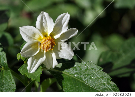 Flowers Dahlia Minion - Dahlia Pinnata close-up very delicate and beautiful Flowers Dahlia Minion - Dahlia Pinnata close-up very delicate and beautiful 92932023