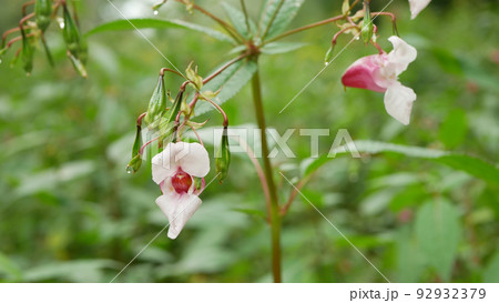 Himalayan balsam invasive Impatiens glandulifera bloom flower blossom detail, expansive species dangerous plants Asia neophyte, closeup, ornamental touching jewelweed western honey insects collect 92932379