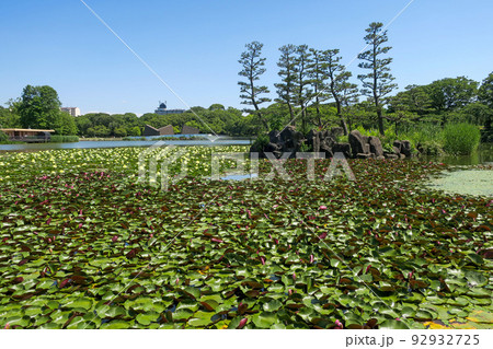 大阪・長居植物園の大池 スイレンとアサザ 大阪・長居植物園の大池 スイレンとアサザ 92932725