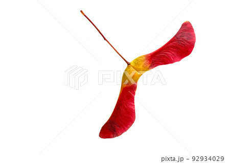 Amazing two-lobed red yellow maple seed pods in bright red yellow on a white background Amazing two-lobed red yellow maple seed pods in bright red yellow on a white background 92934029