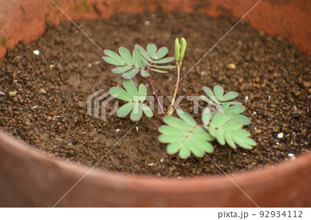 鉢植えのオジギソウ 鉢植えのオジギソウ 92934112