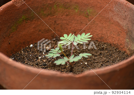鉢植えのオジギソウ 92934114