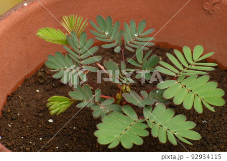 鉢植えのオジギソウ 鉢植えのオジギソウ 92934115