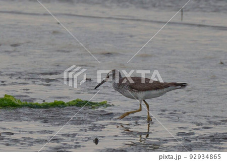 キアシシギ キアシシギ 92934865
