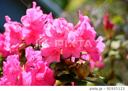 ツツジの花 ツツジの花 92935123