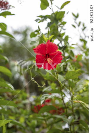 Single colorful red hibiscus flowers blooming in green leaves background. 92935137