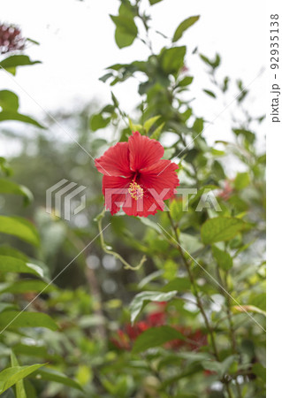 Red Hibiscus flowers on blurred background of garden greenery. Selective focus. 92935138