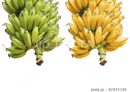 Ripe yellow and green bananas on white background. clipping path 92935195