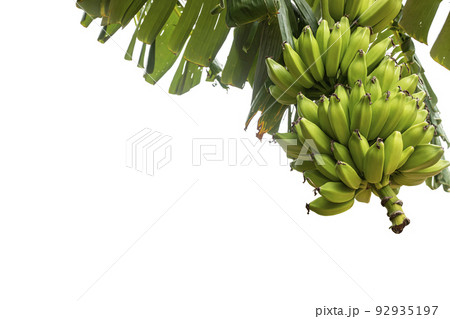 Banana tree with a bunch of green bananas on white background. 92935197