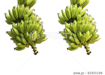 Green bananas on white background. clipping path 92935199
