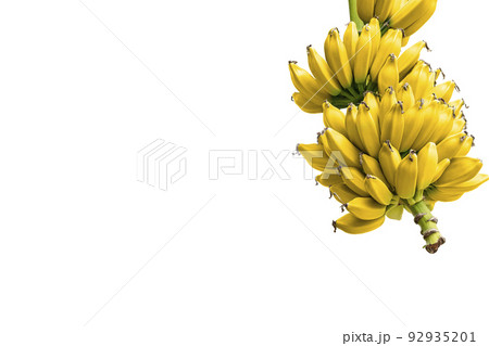 Ripe yellow bananas on white background. clipping path 92935201