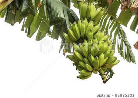Banana tree with a bunch of green bananas on white background. 92935203