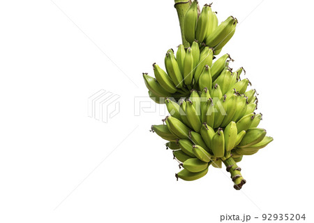 Green bananas on white background. clipping path 92935204