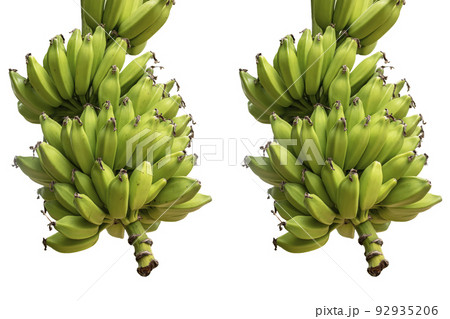 A bunch of green bananas on white background with clipping path 92935206
