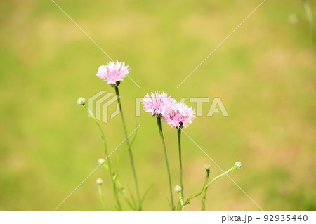 ヤグルマギクの花 92935440