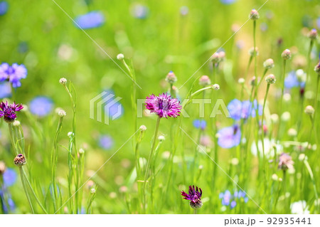 ヤグルマギクの花 ヤグルマギクの花 92935441