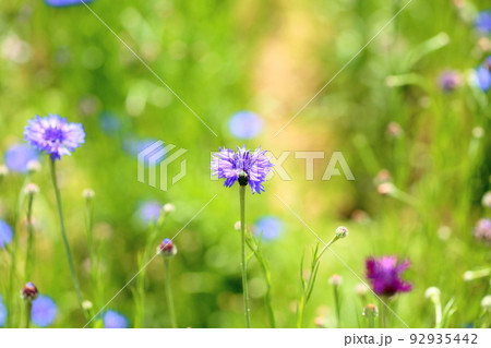 ヤグルマギクの花 92935442