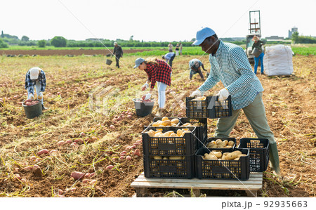 Gardener stacking crates full of potatoes on field 92935663