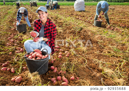 Young woman professional farmer harvesting and puts potato in box at farm field Young woman professional farmer harvesting and puts potato in box at farm field 92935688