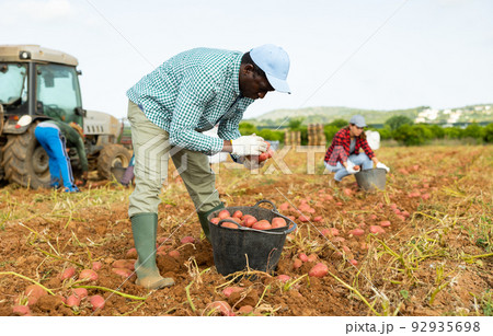 Farmer harvesting ripe potatoes on vegetable field Farmer harvesting ripe potatoes on vegetable field 92935698