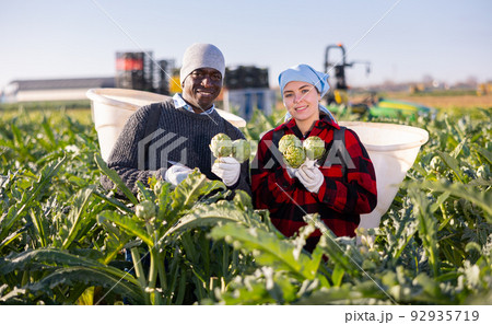 Man and young woman plantation workers with bunches of artichokes 92935719