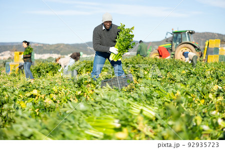 Confident man engaged in cultivation of organic vegetables, arranging crop of ripe celery in boxes on field 92935723