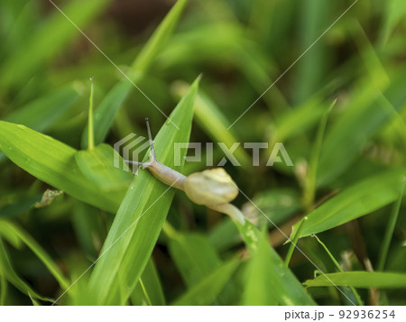 ちびカタツムリの冒険 92936254