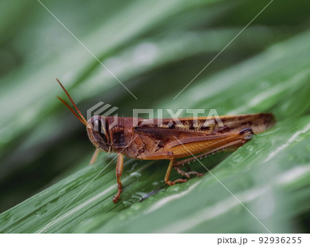 葉の上のバッタ 92936255