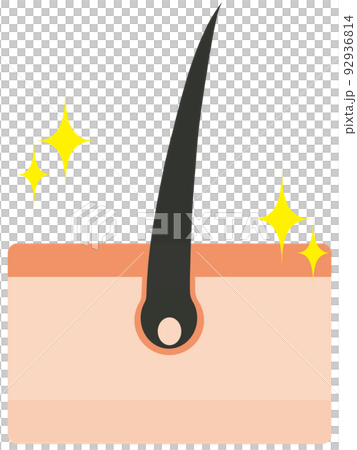 毛根 毛根 92936814