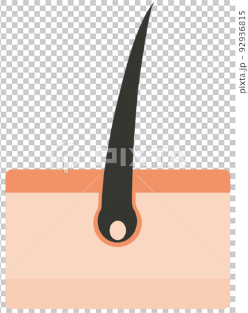 毛根 92936815