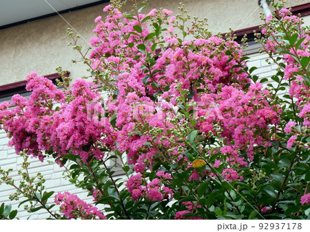 04 8 9 　夏本番　わが庭のサルスベリが咲いた 92937178