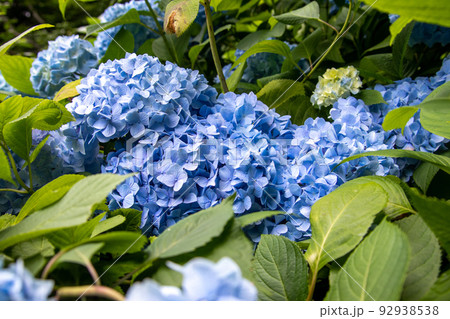 大きい青い紫陽花 大きい青い紫陽花 92938538