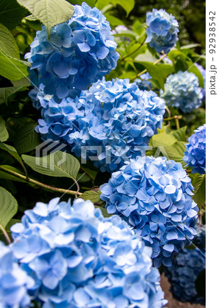 大きい青い紫陽花 大きい青い紫陽花 92938542