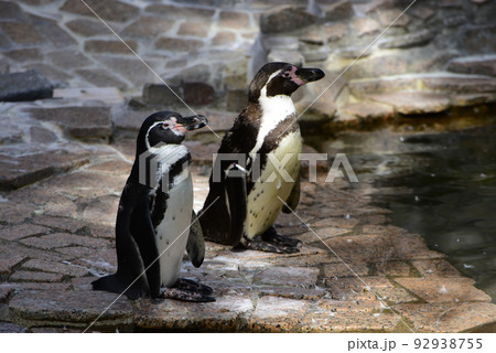 直立ポーズ 92938755