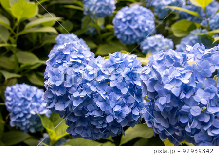 咲き乱れる青い紫陽花 咲き乱れる青い紫陽花 92939342