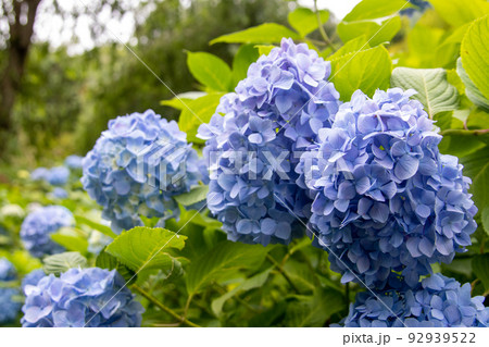 咲き乱れる青い紫陽花 咲き乱れる青い紫陽花 92939522