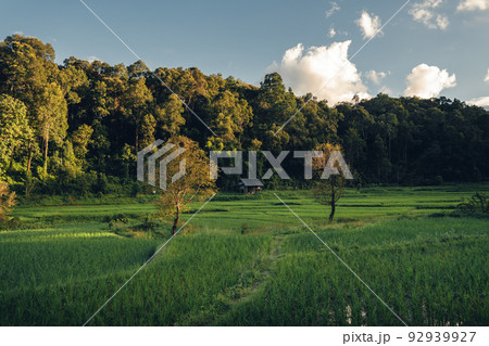 Green rice fild with evening light 92939927