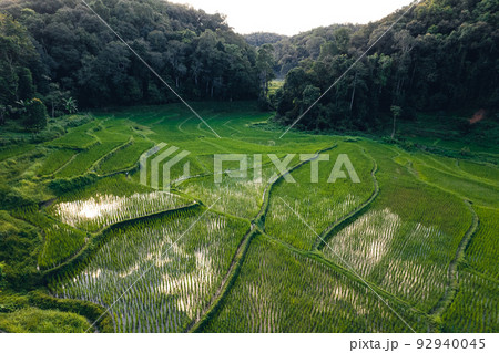 Moody Green rice fild with evening light form abobe 92940045