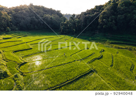 Moody Green rice fild with evening light form abobe 92940048