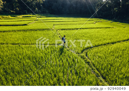 Moody Green rice fild with evening light form abobe 92940049