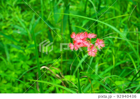 【国指定天然記念物】鯉ヶ窪湿原 湿原を代表する花の一つオグラセンノウの赤い花2 岡山県新見市 【国指定天然記念物】鯉ヶ窪湿原 湿原を代表する花の一つオグラセンノウの赤い花2 岡山県新見市 92940436