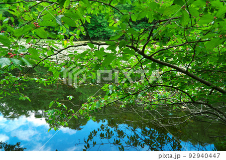 【国指定天然記念物】鯉ヶ窪湿原　鯉ヶ窪池とフウリンウメモドキの赤い実　岡山県新見市 92940447